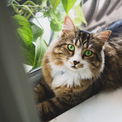 Tabby cat relaxing on a sunny window sill with green eyes and soft natural light.