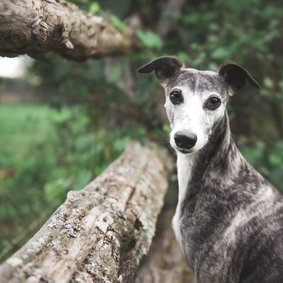 Elegant greyhound standing calmly in lush green forest, showcasing grace, poise, and natural beauty.
