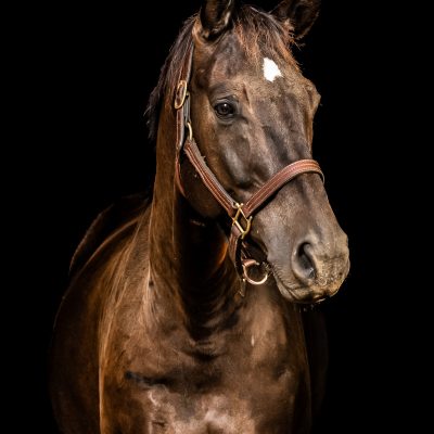 Elegant brown horse portrait with white marking and leather halter on black background.