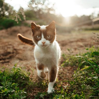 Curious white and brown cat running toward camera in sunlit green garden.